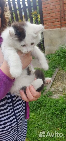 Отдам в добрые руки