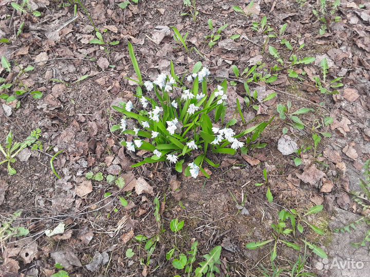 Продажа растений