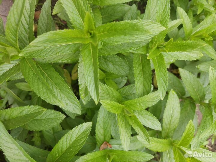 Мята перечная