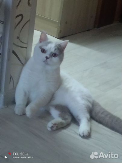 Британская