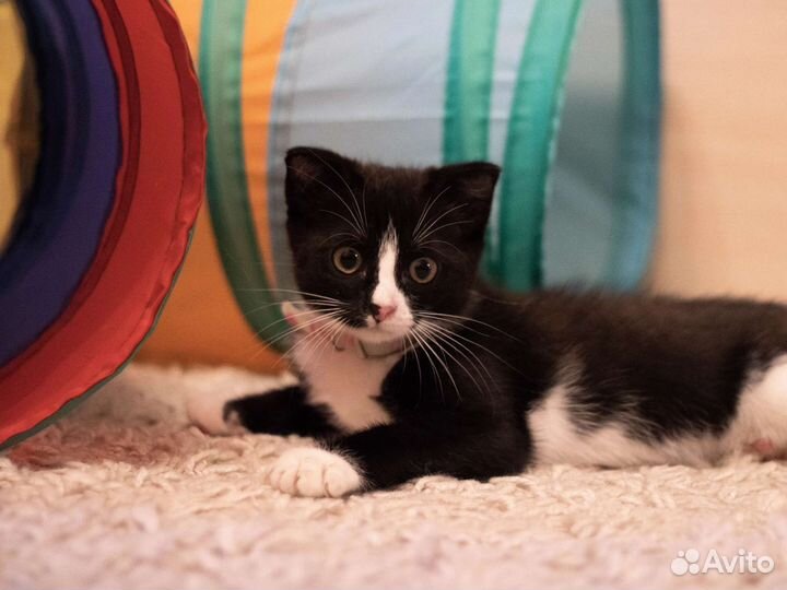 Кошечке нужен дом