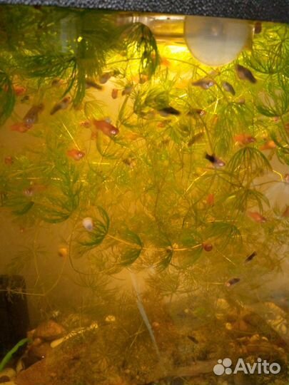 Пецилии и улитки ампулярии