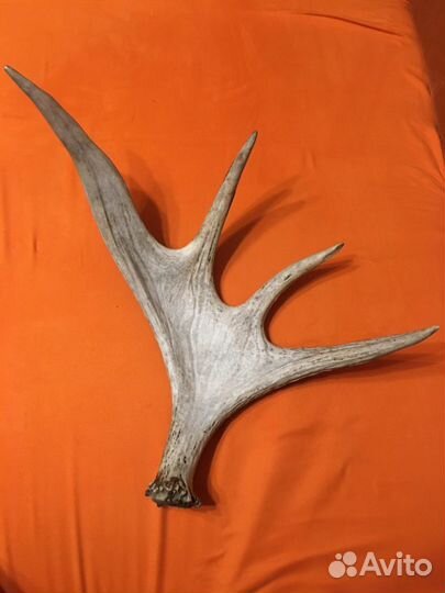 Рога лося, натуральные, не окрашенные, цвет естест