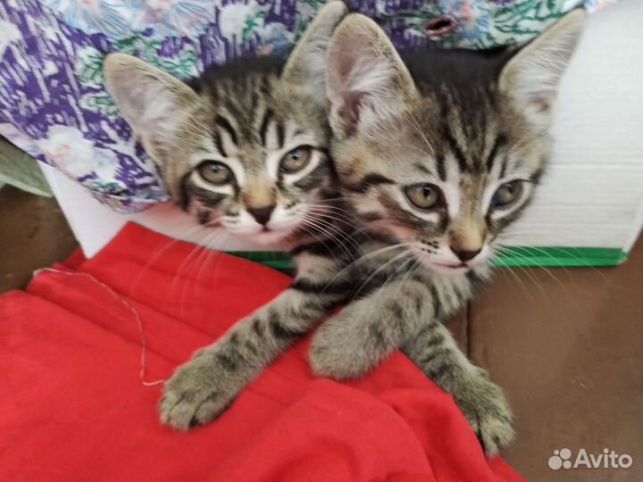 Отдам в добрые руки котят