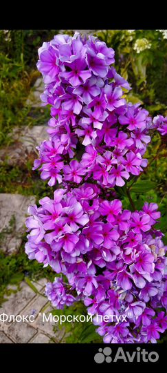 Флоксы