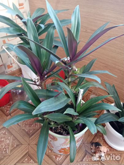 Комнатные растения