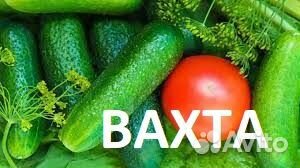 Сотрудник в теплицу. Вахта