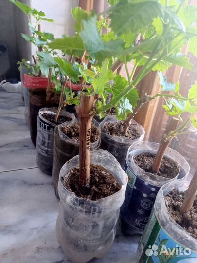 Саженцы винограда