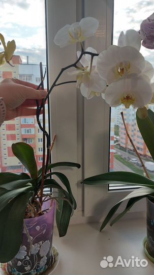 Орхидея домашняя