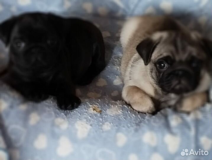 Щенки мопса