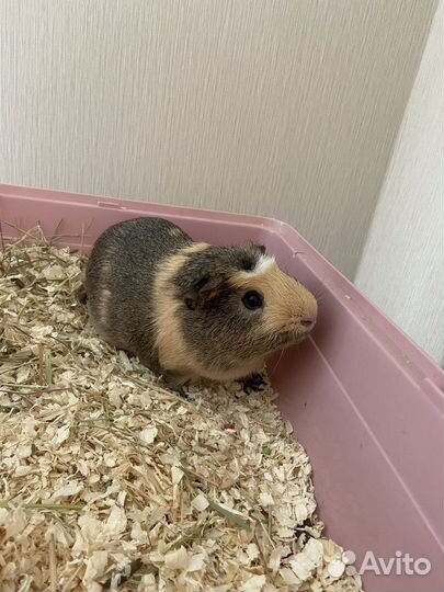 Передержка Ваших любимцев