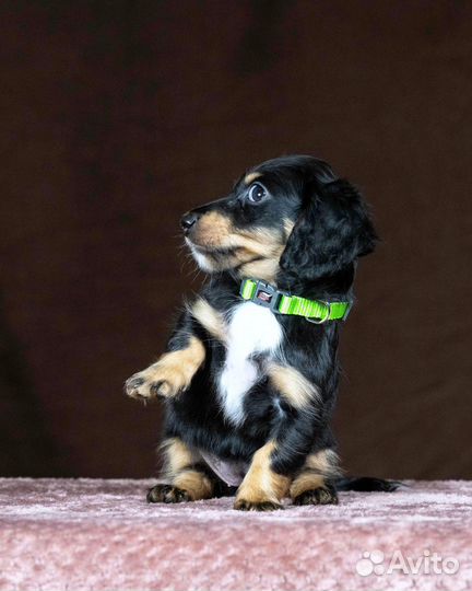 Щенки длинношерстной кроличьей таксы