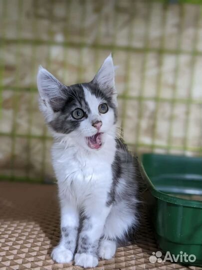 Кошка в дар