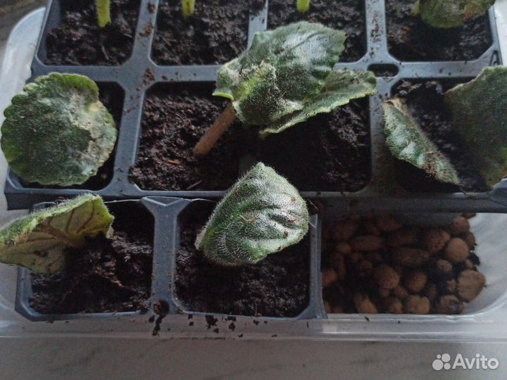 Комнатные цветы. Фиалки, листочки укоренённые