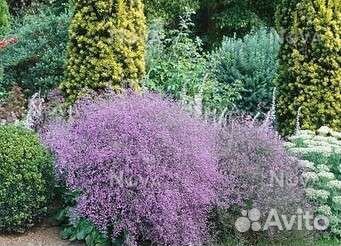 Кермек лавандовый