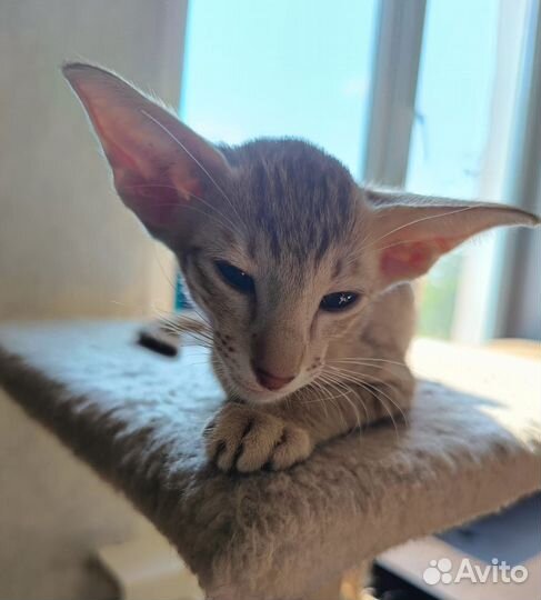 Ориентальный котик