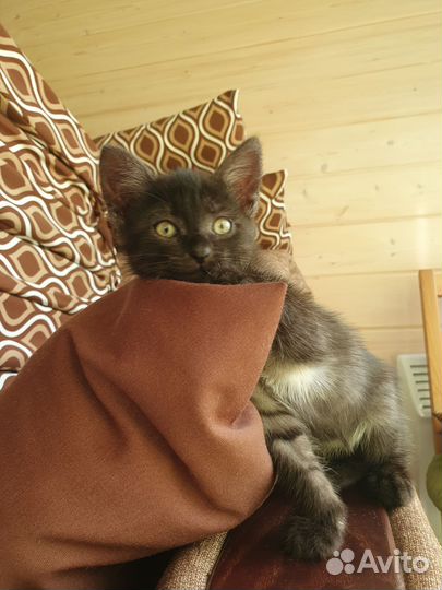Котенок в добрые руки
