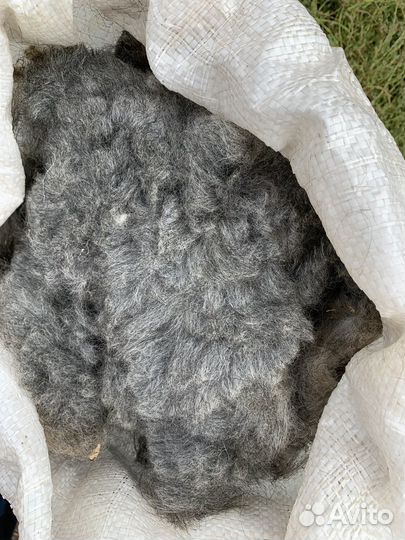 Овечья шерсть(романовская) голубоват/серого цвета