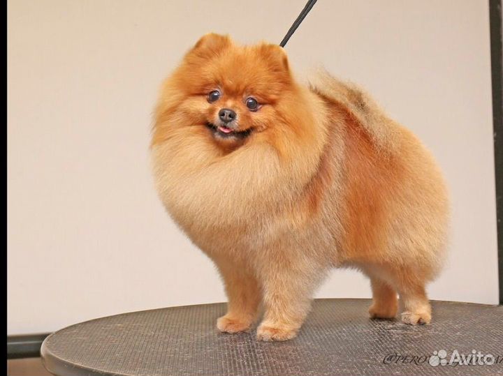 Померанский Шпиц открыт для вязки