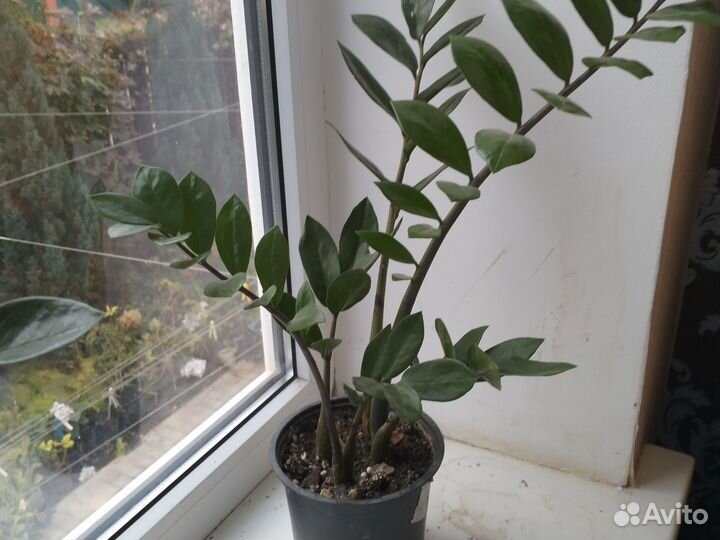 Замиокулькас на подарок