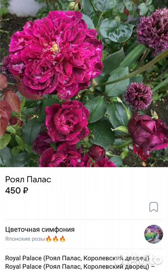 Саженцы японских роз
