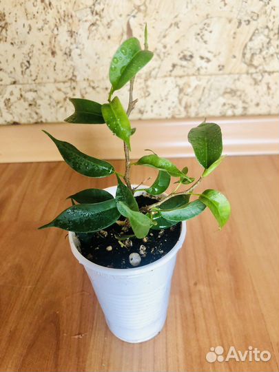 Фикус Бенджамина сорт Наташа