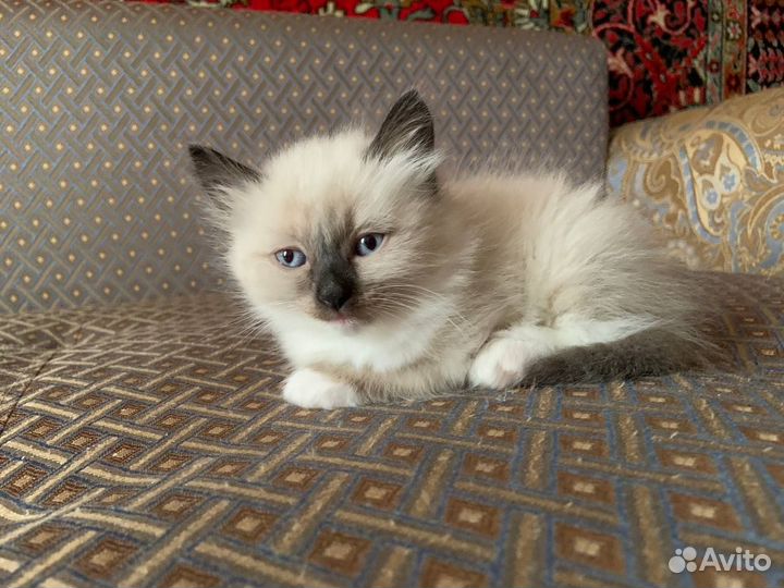 Котята рэгдолл девочки