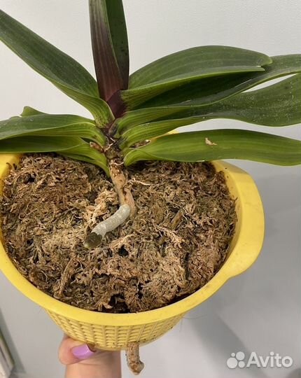 Rhy.gigantea Dark Red