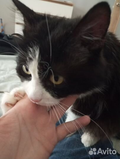 Котик в добрые руки
