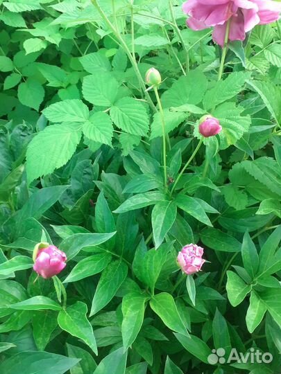 Пионы разного цвета