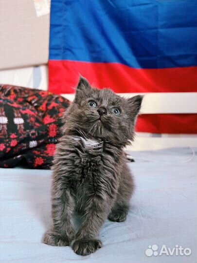 Нашла котенка, 1 мес, мальчик, отдам в добрые руки