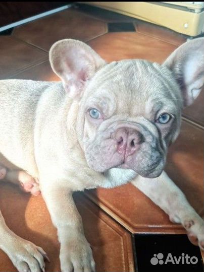 Французский красавец