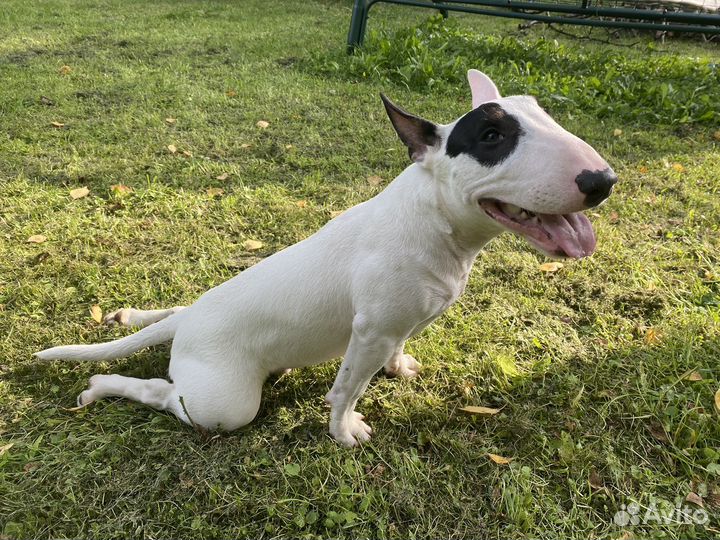 Передержка собаки