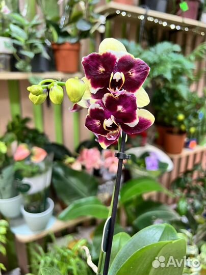 Орхидея фаленопсис мини бабочка желто-фиолетовая