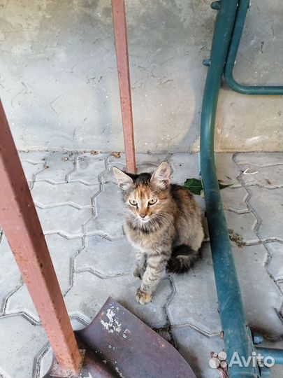 Кошечка