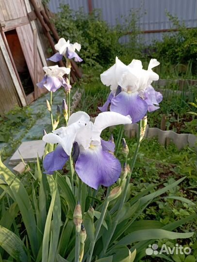 Многолетние садовые цветы