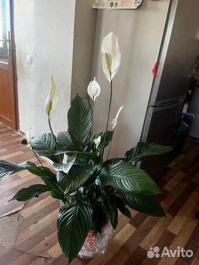 Спатифиллум 100 см