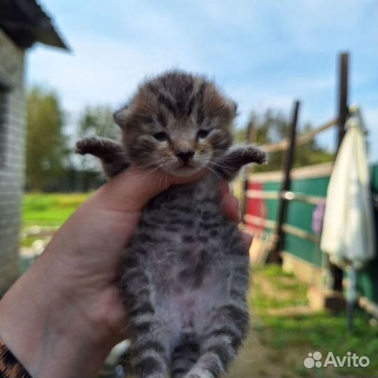 Котенок в Ответственные руки