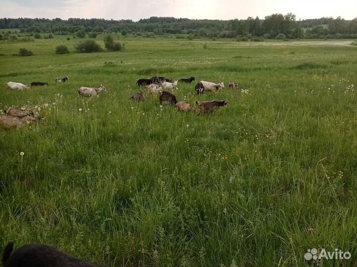 Козы козлята