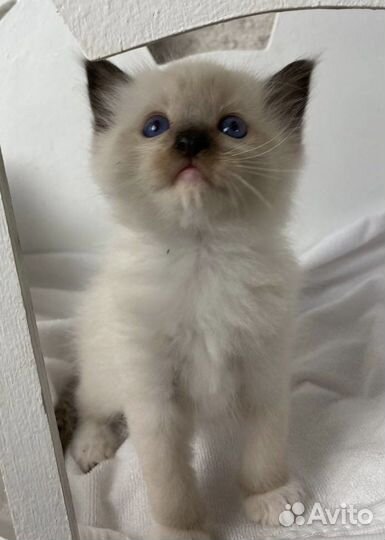 Котенок сил миттед мальчик