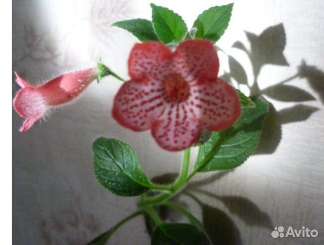 Сортовые колерии