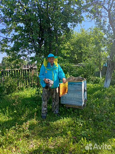 Мед, пчелы, перга, прополис