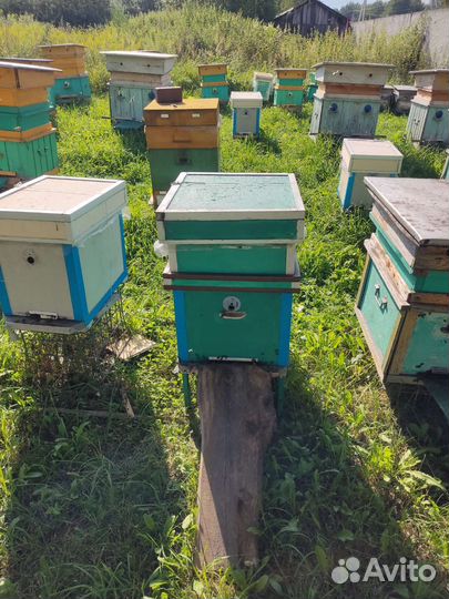 Пчелы и улья