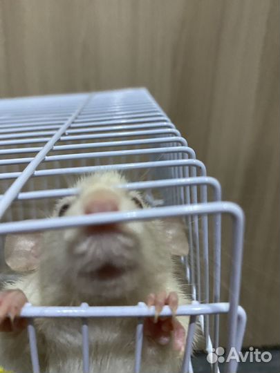 Крыса дамбо