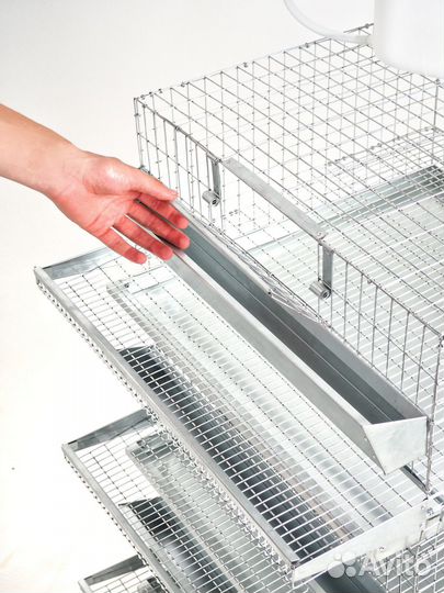 Перепёлки с Клеткой