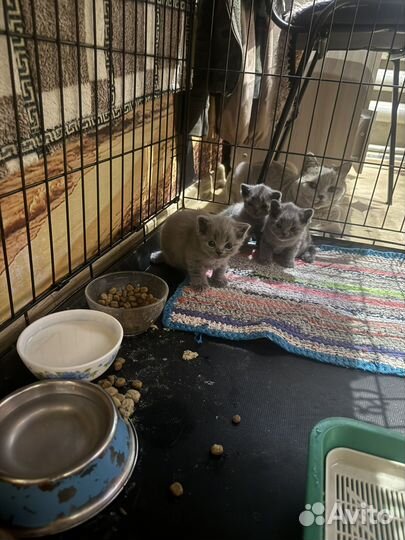 Британские котята