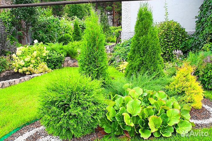 Туя смарагд