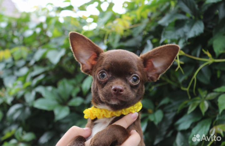 Шикарная девочка