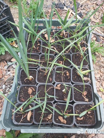 Пальма юкка