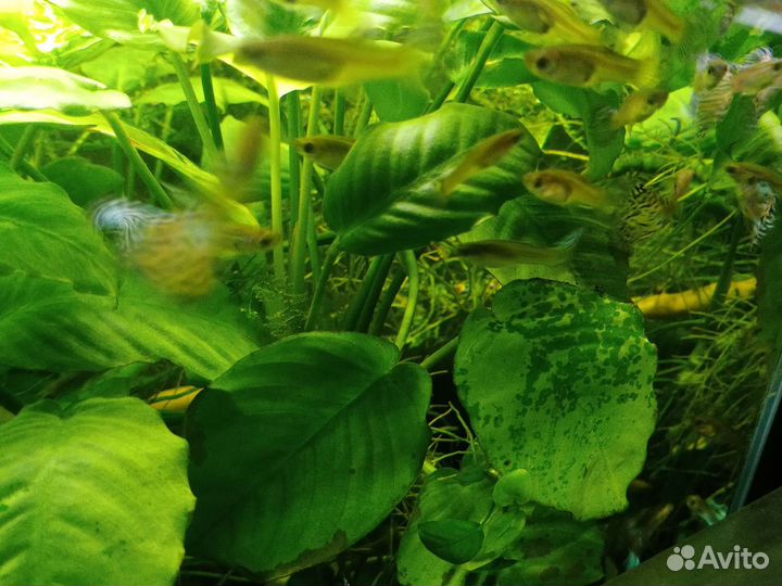 Аквариумные рыбки,растения,корма